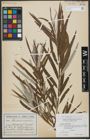 Foto von Salix viminalis L.